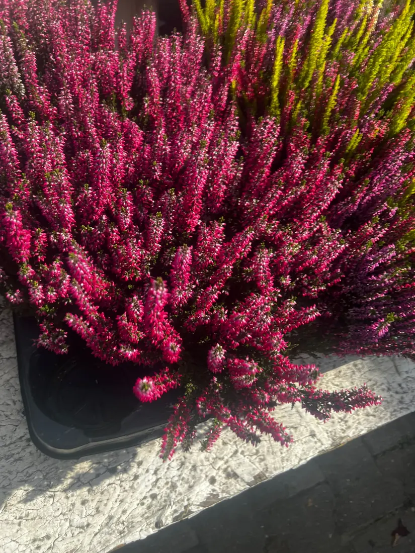 Besenheide Pink