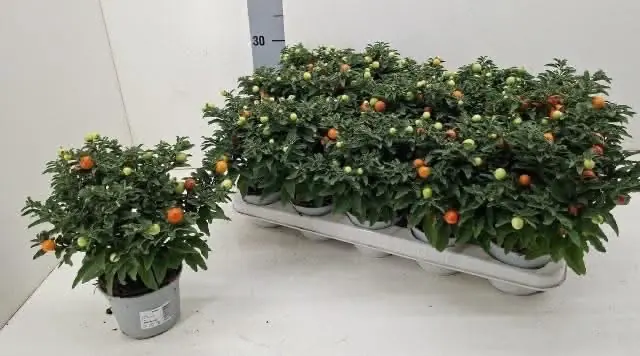 Calamondin-Orangenbäumchen