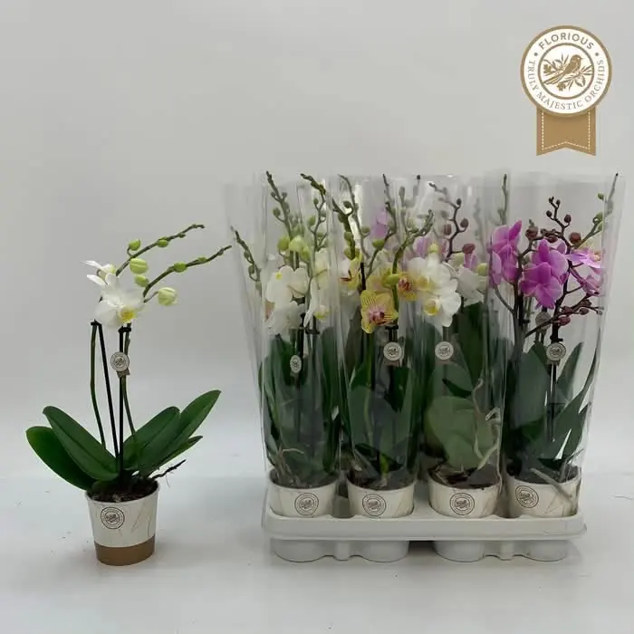 Orchidee „Multicolor“