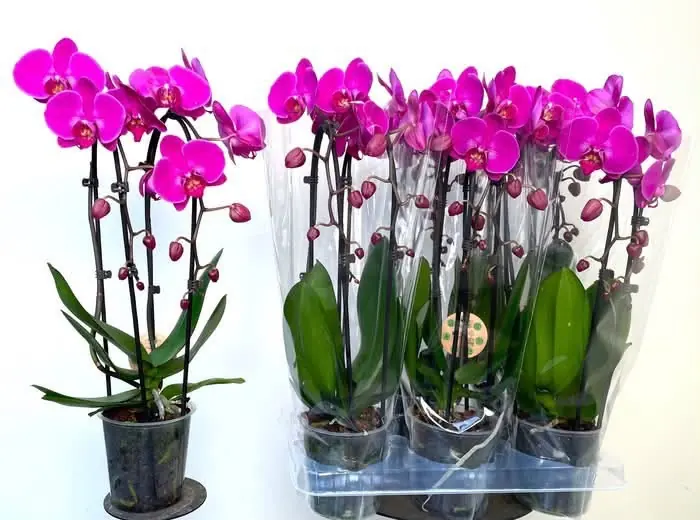 Orchidee Pink (Phalaenopsis)