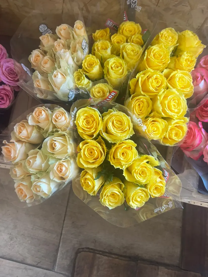 Rosen Gelb & Creme – Bund