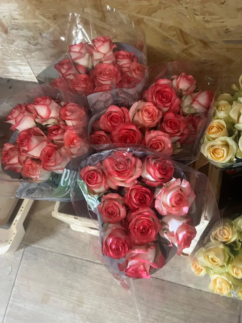 Rosen Zweifarbig – Bund