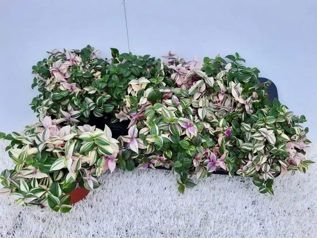 Tradescantia „Tricolor“