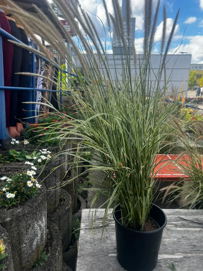 Ziergras „Chinaschilf“